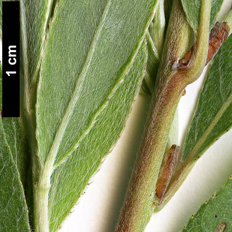 High resolution image: Family: Salicaceae - Genus: Salix - Taxon: alba - SpeciesSub: var. sericea